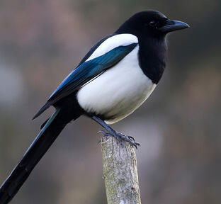 Magpie Game - You play a Magpie in a big city and try to steal Shiny Objects | 3D Game | Better picture coming soon